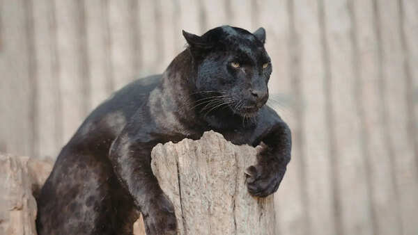 Top 10 wildlife sanctuaries in India to spot the Black Panther: From Kabini Wildlife Sanctuary to Pench National Park