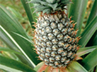 The greenskeeper: Pineapple passion