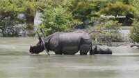 Assam floods: Several animals die at Kaziranga National Park; many districts continue to reel under floodwaters 