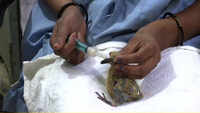 Birds affected due to intense heat wave get special care in Ahmedabad 