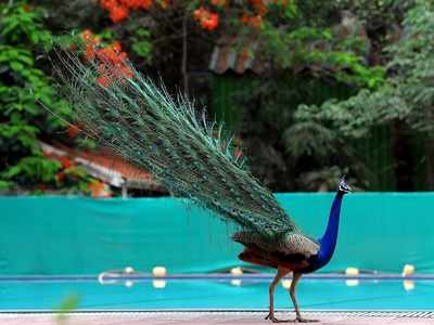 79 per cent Indian bird species on decline, but dramatic rise in peafowls: Report