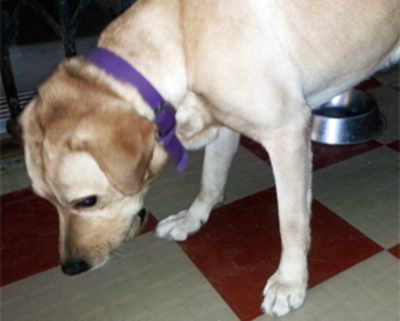 Cop’s Labrador out on stroll goes missing in Thane