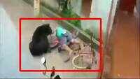 Odisha: Scared with human presence, wild bear attacks man in residential area in Kalahandi 