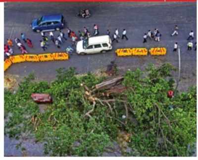 Cutting trees for Metro III - `Trees should have been translocated, not transplanted'