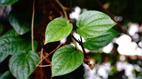 5 betel leaves 