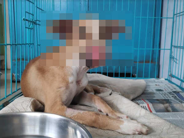 Maharashtra: Pup with snout ‘chopped’ off found on tracks