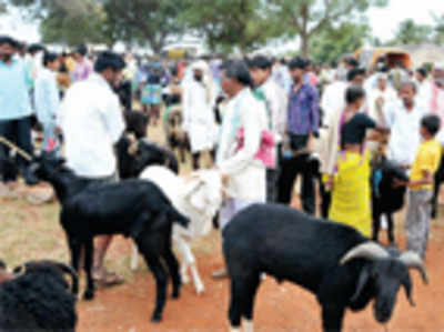Cops on track of stolen sheep, goats