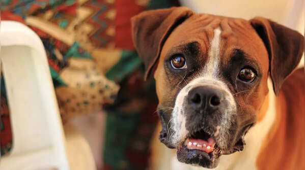 Boxer