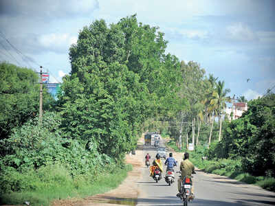 Road widening gets a nod; 1,792 trees to be axed soon