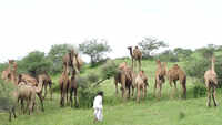 Kutch: Rabari community offers prayers to camel 