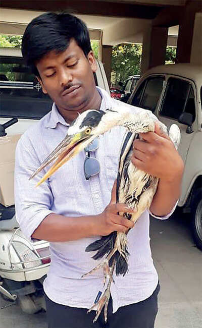 Bengaluru's: After dead fish were found floating near Madiwala Lake, activists spot dead turtles near Puttanahalli Lake