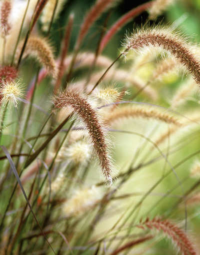 The greenskeeper: Fountain grass for lawn