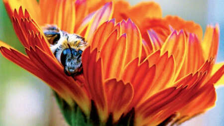 &lsquo;There are 3,50,000 types of flowers &mdash; the same blossom offers varied colours to diverse observers&rsquo;