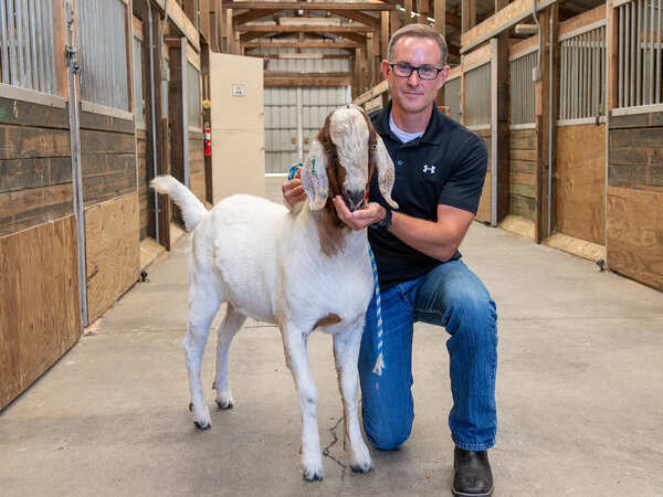 In a first, gene-edited livestock that can act as ‘surrogate dads’ created