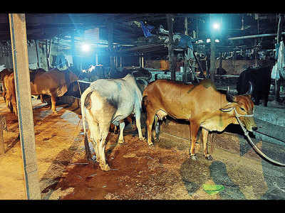 HC may shift 20,000 cows out of the city