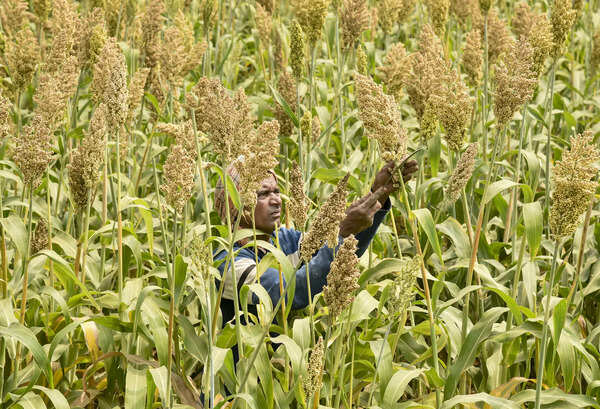 Subsidised govt seeds delay hits ‘garma’ crop sowing