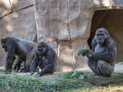 Gorillas at San Diego Zoo Safari Park contract Covid-19