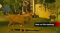 Sambar deer comes out on the road in Visakhapatnam 