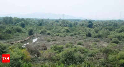 Citizens can report destruction of state mangroves on new site