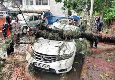 Mumbai: 604 incidents of trees and branches falling reported in MMR region due to Cyclone Tauktae