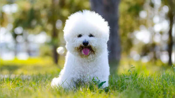 Bichon Frise