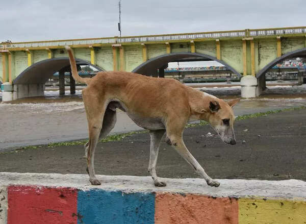 After 28k dog bite cases in 2025, Hassan launches safety measures