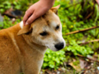 Pet Puja: Let’s maintain a good relationship with the city’s dogs