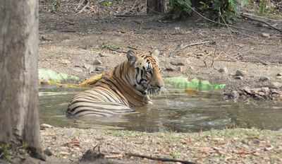 Maha may ask CBI to trace tiger Jai