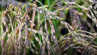 Record paddy harvesting likely to boost agricultural sector of Jammu and Kashmir 