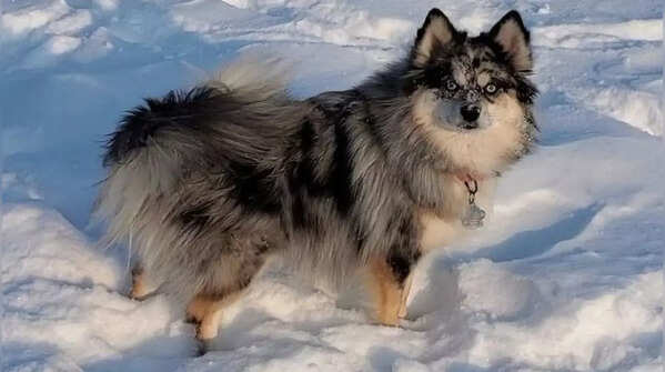 8 rare hybrid animals created by humans and their unique traits