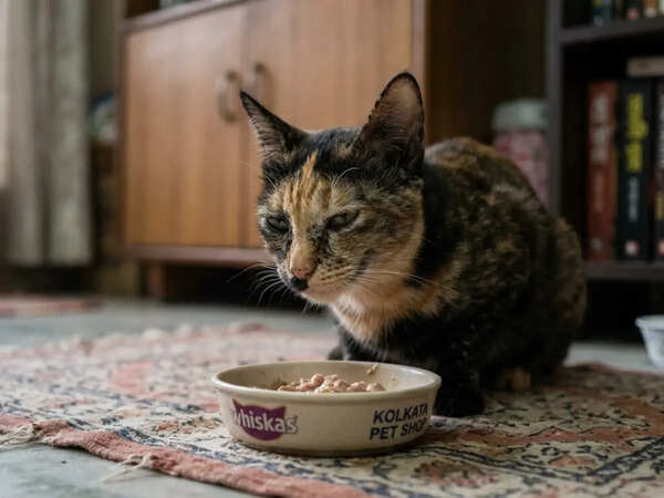 Scientists explain why your cat suddenly walks away from food halfway through, then comes back minutes later
