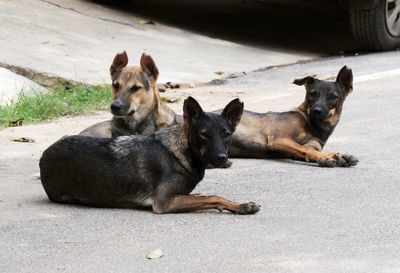 50 stray dogs burnt alive near Chennai