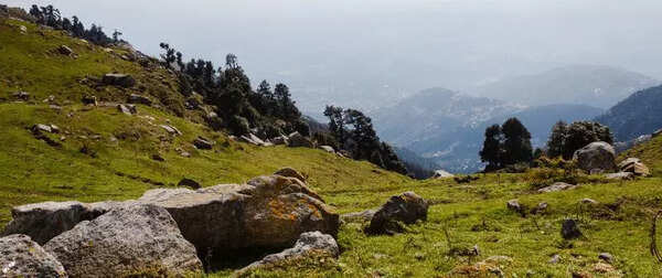 Forest dept told to re-examine tree felling in Radha Soami Satsang Beas case
