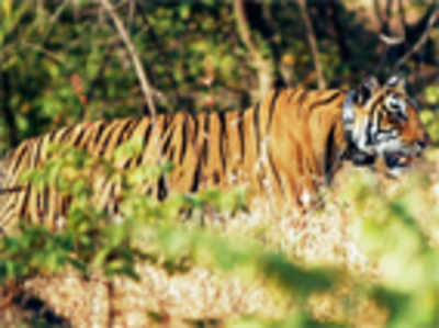 Forest department to collar tigers in state