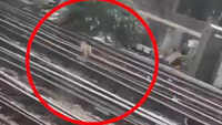 Passengers fume as dog forces 30-minute stoppage of train services in London 