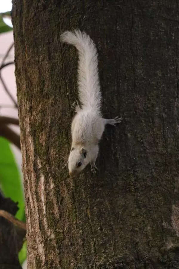 Rare white squirrels documented in Kolhapur study published in international journal