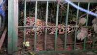 Another leopard captured in Guwahati 