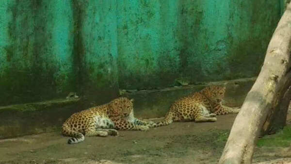 Winter protocol in place to keep zoo animals warm