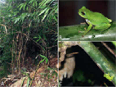 Rare, once-extinct tiny frog species lives inside bamboos