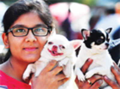 Pet Puja: Learned helplessness