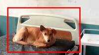 Viral video: Stray dog relaxing on govt hospital bed in UP's Moradabad 