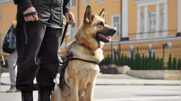 Trainability and intelligence