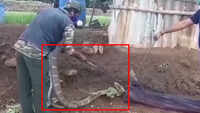 On cam: Forest dept rescues 15-feet-long king cobra in Tamil Nadu’s Coimbatore 