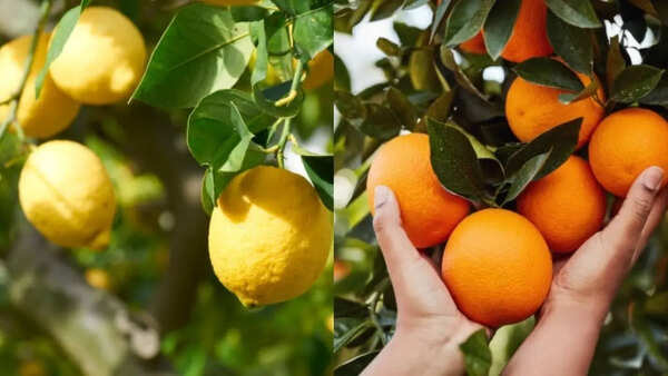 Lemon plant vs orange plant: How to tell them apart?