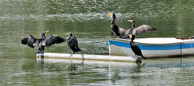 Pedal away on Yediyur lake