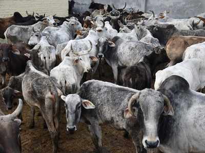 Cabinet okays setting up of cow commission to frame policy,  help boost income of small farmers