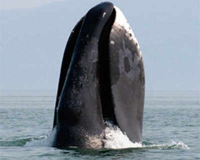 Scientists sequence genome of whale that lives for 200 years