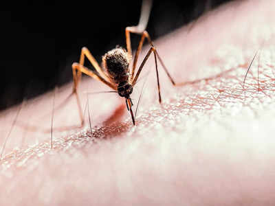Dengue re-infection can be more severe, warn doctors