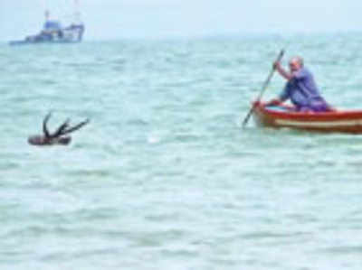 Sambar dies after jumping into sea