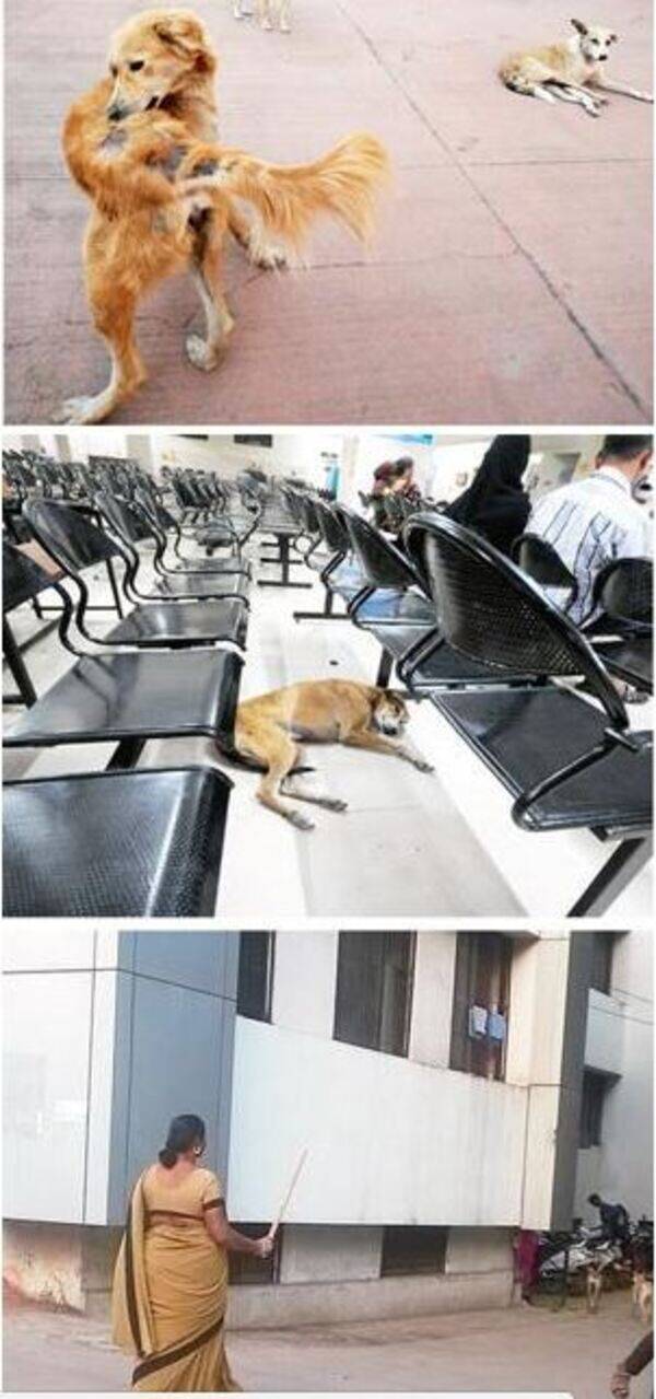 Dedicated guard team shoos stray dogs at Naidu hospital